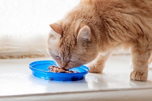 Nutritional Counseling